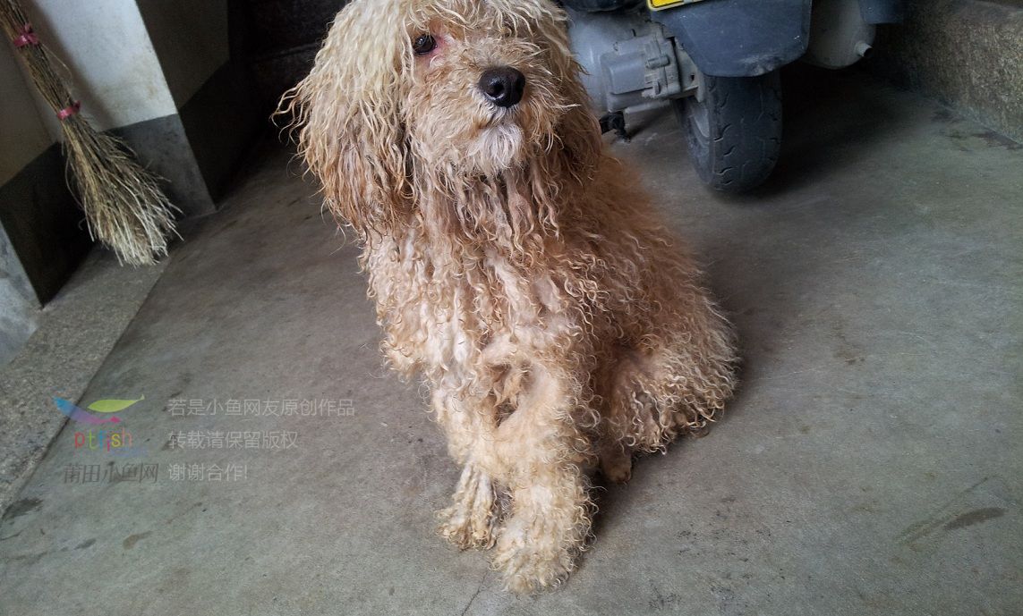 无偿送贵宾犬一只