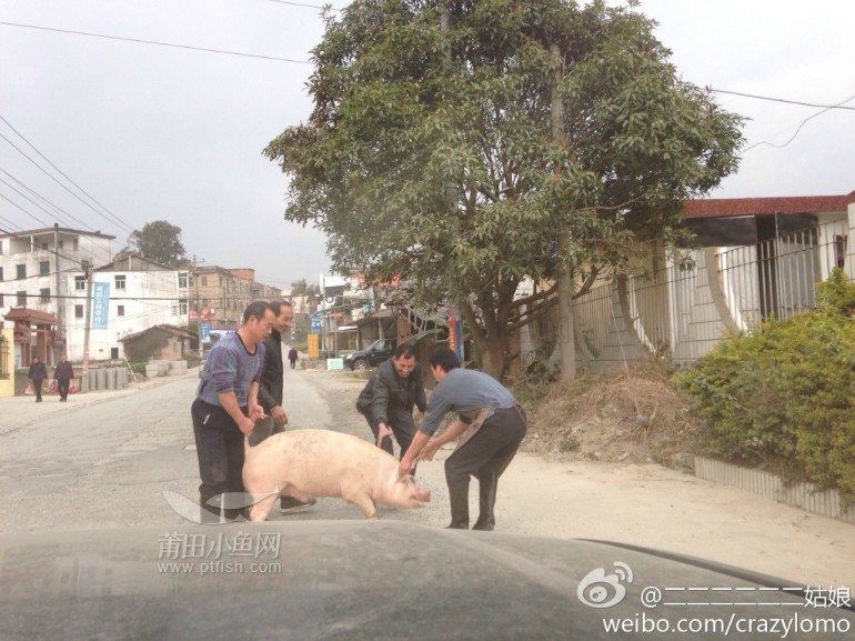 路途偶遇众人逮猪记