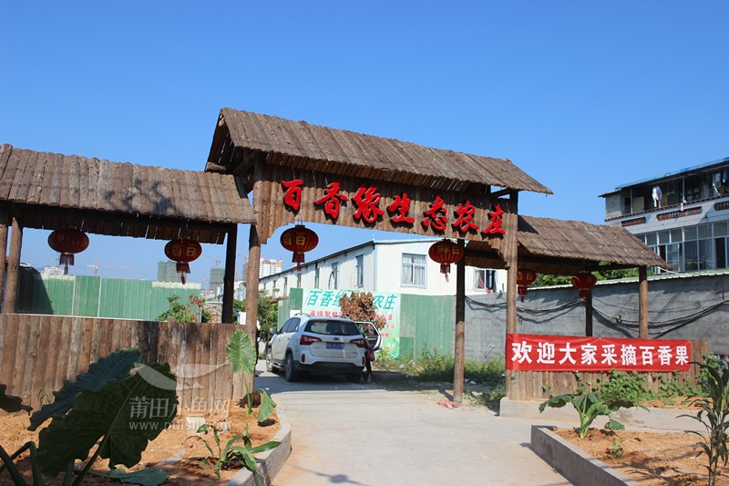 七步村百香缘生态农庄采摘百香果感受源自大自然的原生态清静