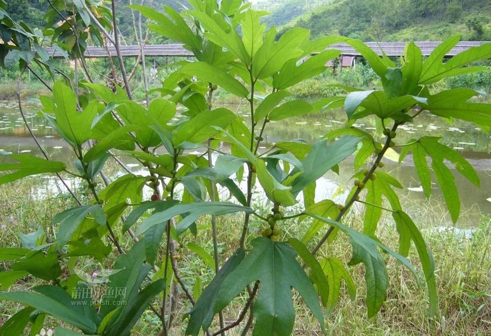 五指毛桃