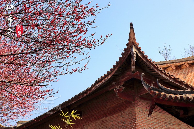 梅林佛国我醉倒在梅峰寺的梅花丛中