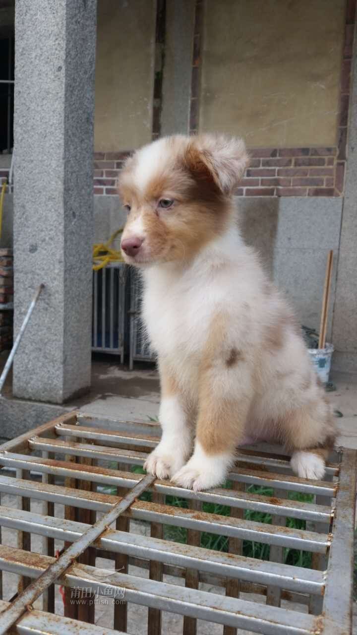 四只纯种澳牧幼崽
