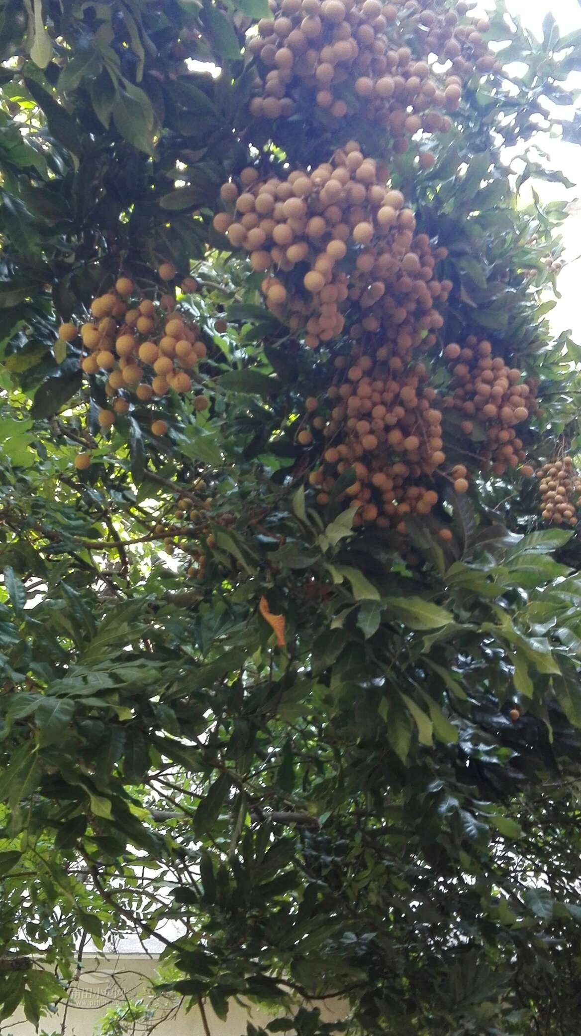 枝繁叶茂硕果累累