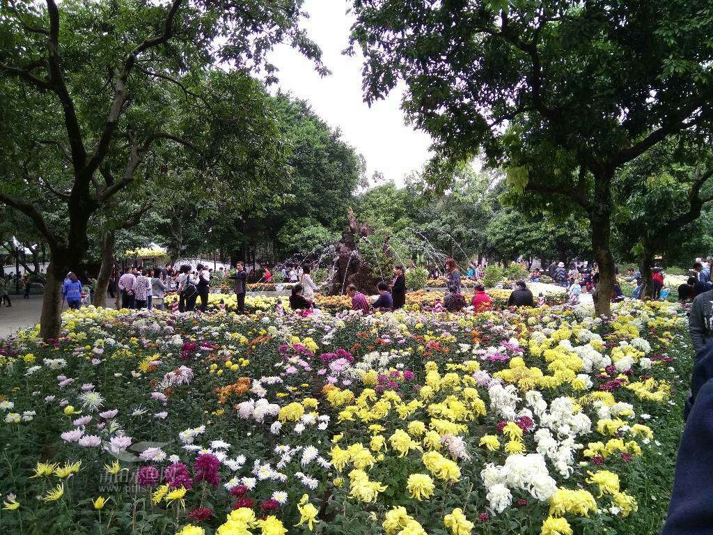 菊花爆满山