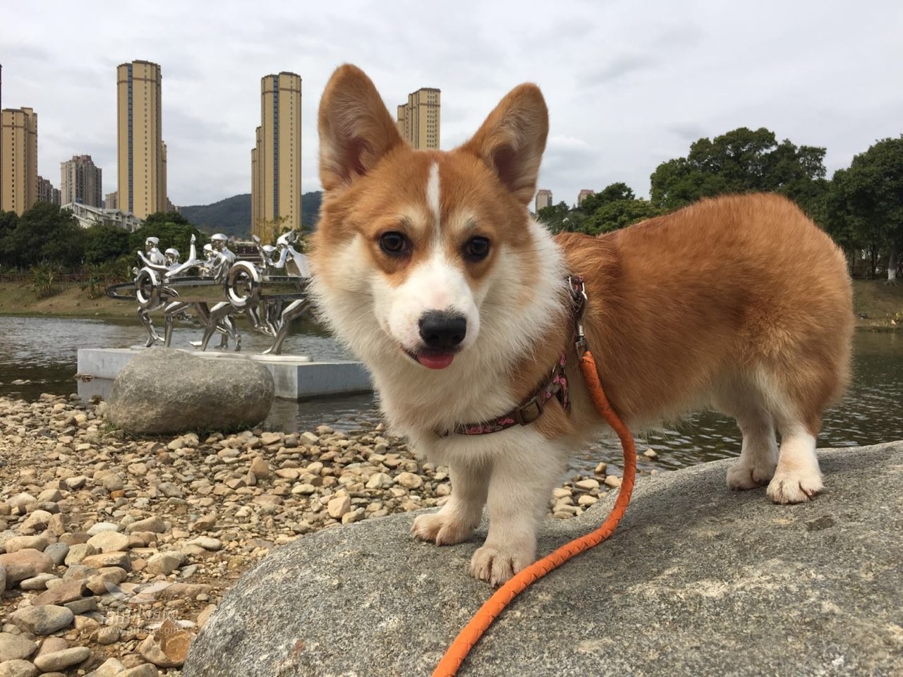 一条柯基犬转让