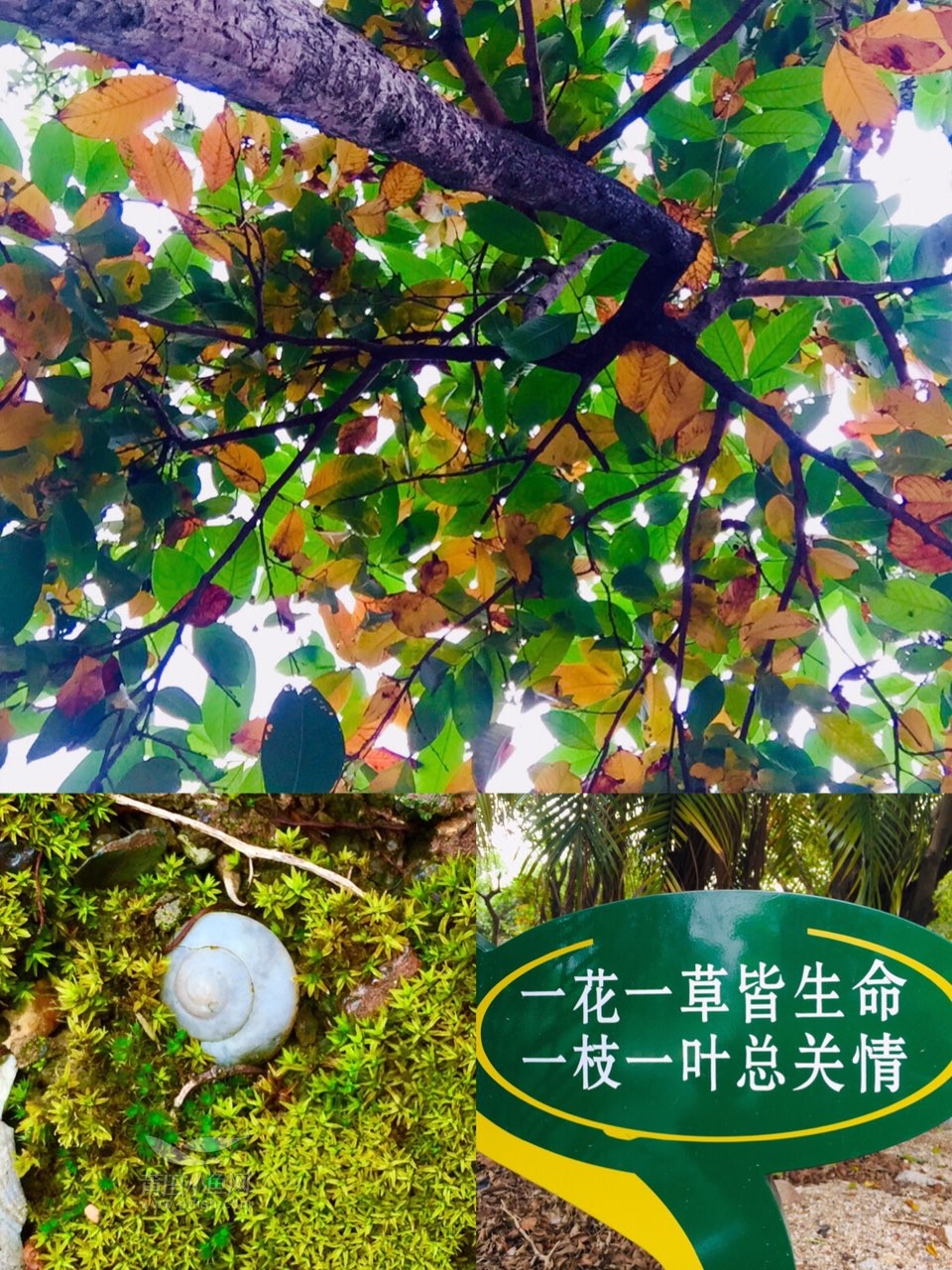一花一世界一草一木皆有情同一地点不一样的感受我的眼