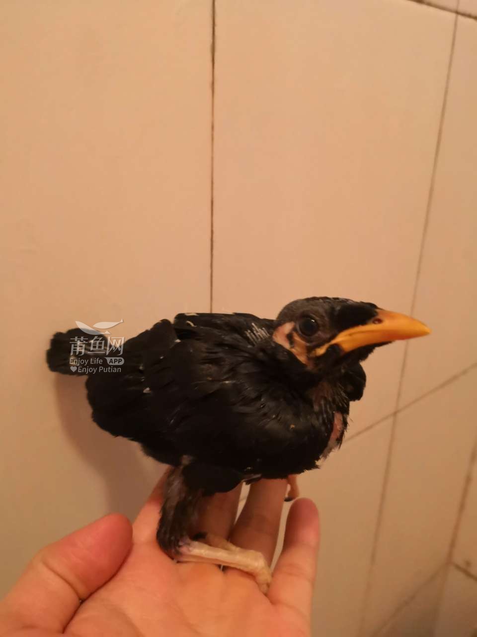 [宠物交易 鹩哥
