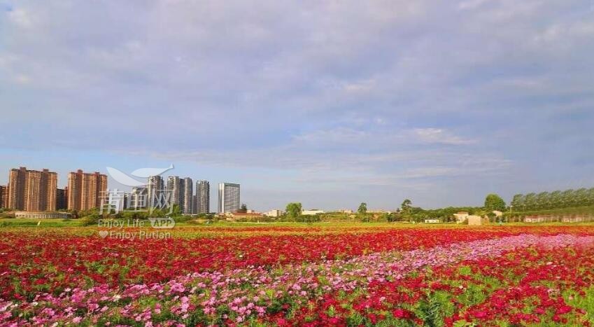 莆田土海湿地公园,美的一塌糊涂