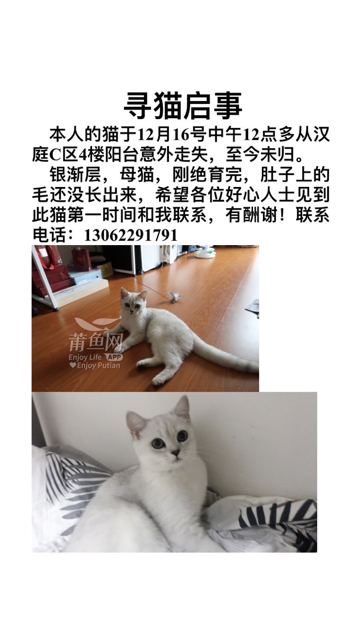 [我家宠物] 寻猫启事