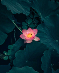 綬溪荷花